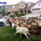 Illustration for article titled 200 goats invade California suburb, flagrantly disregarding social distancing guidelines